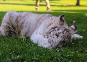Albino kaplan Kartopu özel bakımla kilosunu ikiye katladı