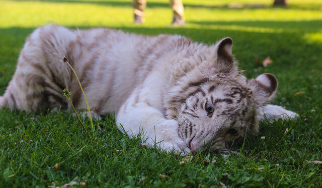 Albino kaplan Kartopu özel bakımla kilosunu ikiye katladı