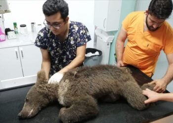 Sevimli ayıya isim aranıyor