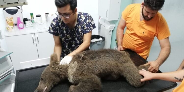 Sevimli ayıya isim aranıyor