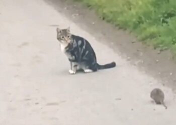 Bu kez fare kediyle oynadı!