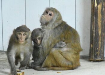 Kaçakçılardan kurtarılan yavru maymunların annesi: Nene