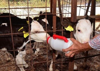 22 yılda ilk kez başına geldi! Biberonla besleniyor