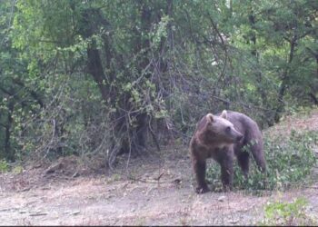 Bozayının erik yediği anlar fotokapanla görüntülendi