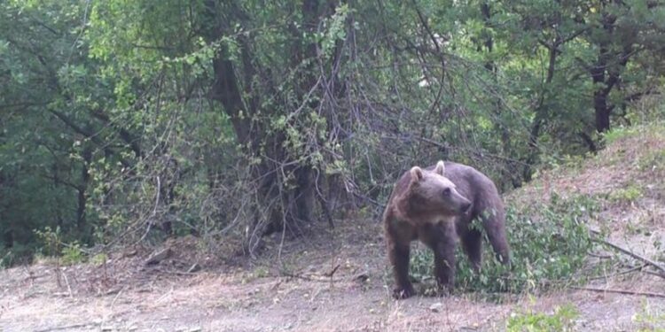 Bozayının erik yediği anlar fotokapanla görüntülendi