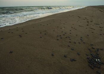 Adana’daki kumsalda kaplumbağalar suyla buluşuyor