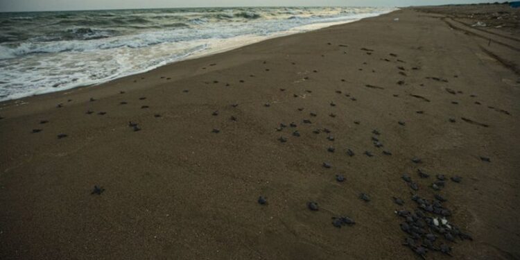 Adana’daki kumsalda kaplumbağalar suyla buluşuyor