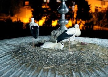 Onlar da Beykoz’un ‘Yaren’ leylekleri…