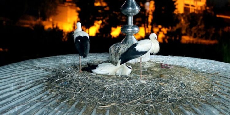 Onlar da Beykoz’un ‘Yaren’ leylekleri…