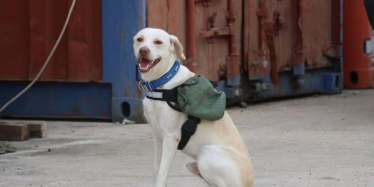 Çöp konteynerinin yanında bulmuştu! Afetler için eğitiyor