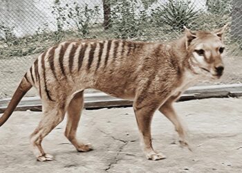 Tazmanya kaplanını hayata döndürmek için milyonluk proje