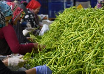 49 ülkede sofraları Türk biberi süslüyor