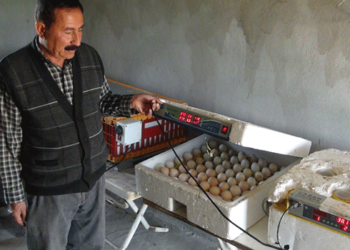 Doğa dostu muhtar Hasan Günaydın yetiştirdiği keklikleri doğaya salıyor