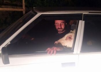 Bunalıma giren buzağısını arabayla gezdirdi!