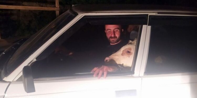 Bunalıma giren buzağısını arabayla gezdirdi!