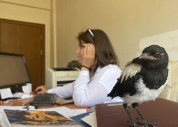 İyileştirdiği karga yalnız kalmasın diye mesaiye getiriyor