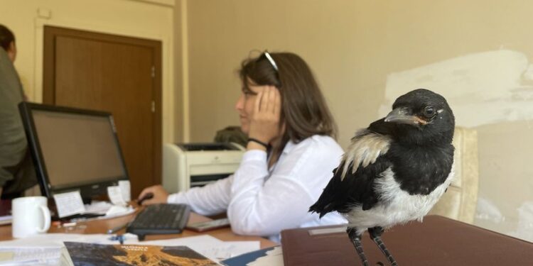 İyileştirdiği karga yalnız kalmasın diye mesaiye getiriyor