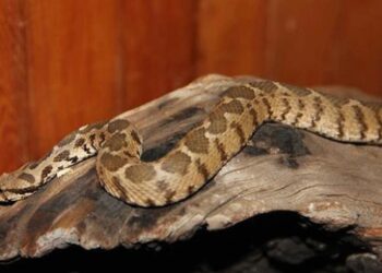 Yılan zehrinden ilaç yapımı için çalışma yapılıyor