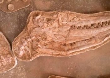 Dev deniz kertenkelesine ait 66 milyon yıllık fosil bulundu