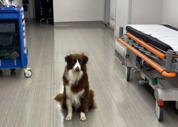 Haydi terapiye Teo! Gönüllü onam formunda ilk kez bir köpeğin adı geçiyor