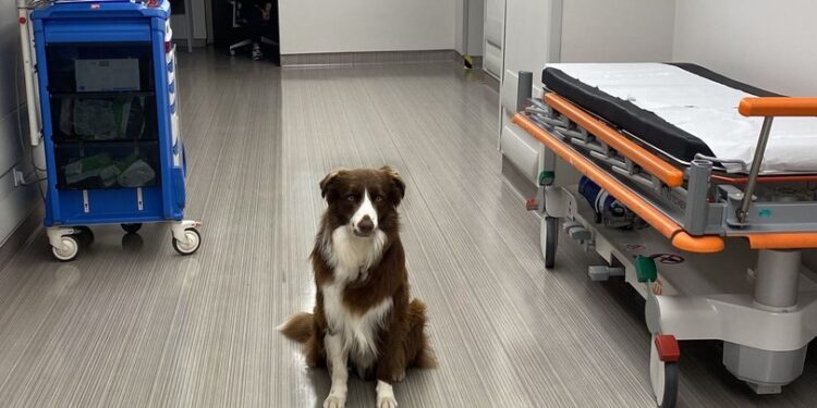 Haydi terapiye Teo! Gönüllü onam formunda ilk kez bir köpeğin adı geçiyor