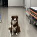 Haydi terapiye Teo! Gönüllü onam formunda ilk kez bir köpeğin adı geçiyor