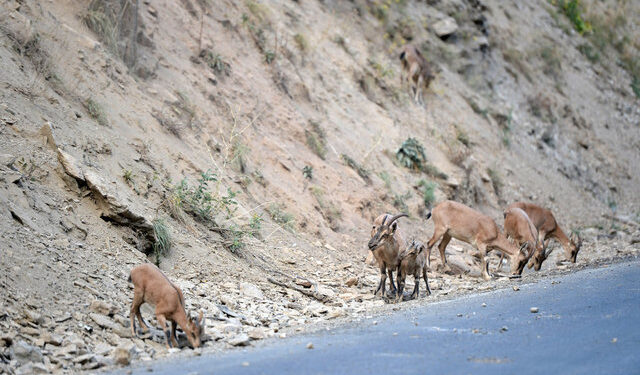 Koruma altındaki yaban keçileri yavrularıyla görüntülendi
