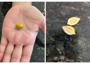 ‘Amatör çiftçiler’ sosyal medyayı salladı