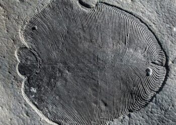 Bilinen en eski hayvan fosili bulundu