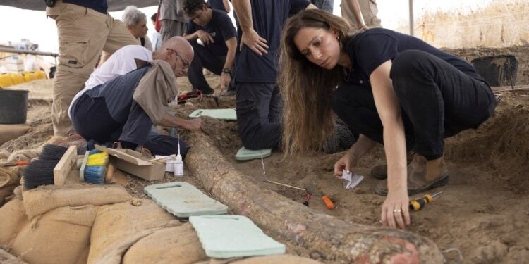 İsrail’de 500 bin yıllık devasa fildişi bulundu: 2,6 metre uzunluğunda ve150 kilo ağırlığında