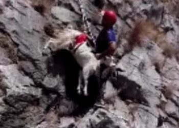 Yamaçta mahsur kalan keçiyi AFAD ekipleri kurtardı