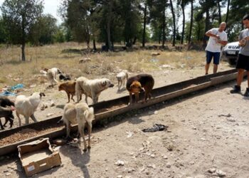 Hayvanseverler sokak hayvanlarına atık malzemelerden yuva yapıyor