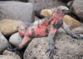 Galapagos Adaları’nda 10 yıl sonra ilk kez pembe iguana yavruları görüntülendi