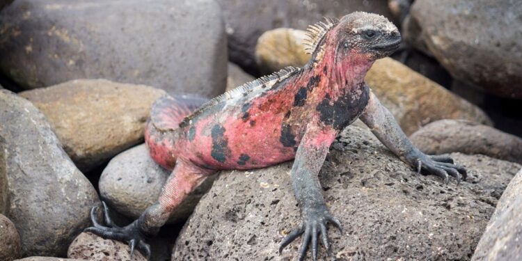 Galapagos Adaları’nda 10 yıl sonra ilk kez pembe iguana yavruları görüntülendi