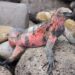 Galapagos Adaları’nda 10 yıl sonra ilk kez pembe iguana yavruları görüntülendi