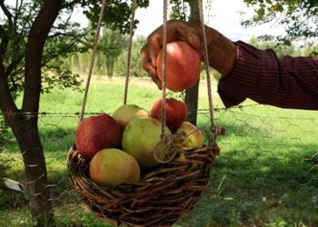 Yoldan geçenlere “göz hakkı sepeti” ile meyve ikramı