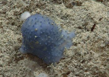 Atlantik Okyanusu derinliklerinde keşfedildi: Türü henüz belirlenemeyen ‘mavi ve yapışkan’ canlı gizemini koruyor