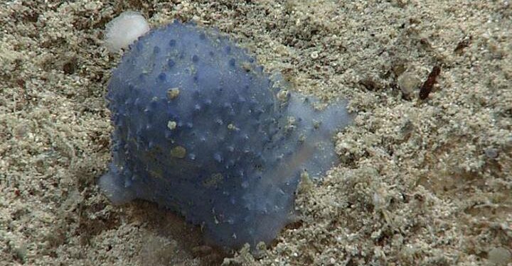 Atlantik Okyanusu derinliklerinde keşfedildi: Türü henüz belirlenemeyen ‘mavi ve yapışkan’ canlı gizemini koruyor