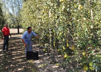 Meyve yetiştiriciliğinde köy halkına örnek oldu