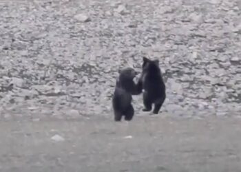 Anne ayı ve yavrularının neşeli anları