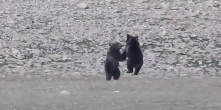 Anne ayı ve yavrularının neşeli anları