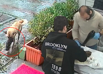 Donmak üzere olan yavrusunu ağzında veterinere getirdi!