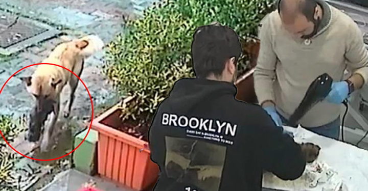 Donmak üzere olan yavrusunu ağzında veterinere getirdi!