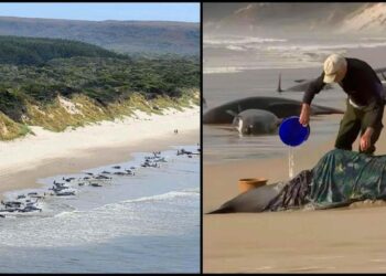 Avustralya sahilinde 2 yıl sonra aynı görüntü: Onlarca balina kıyıya vurdu