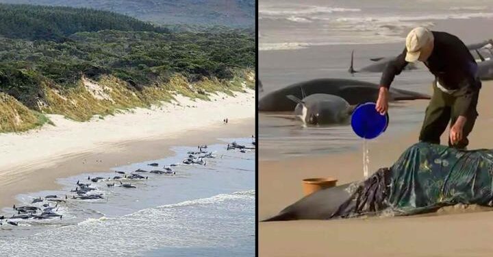 Avustralya sahilinde 2 yıl sonra aynı görüntü: Onlarca balina kıyıya vurdu