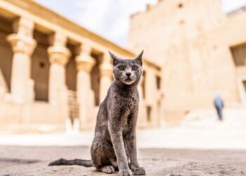 Kediler ilk kez 12 bin yıl önce Türkiye ve çevresinde evcilleştirildi: Bilim insanlarından yeni keşif