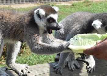 Doğal Yaşam Parkı’ndaki hayvanlara çocukları gibi bakıyorlar