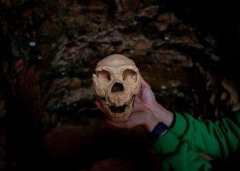 Avrupa’nın en eski insan fosili bulundu: 1,4 milyon yaşında