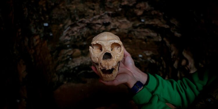 Avrupa’nın en eski insan fosili bulundu: 1,4 milyon yaşında