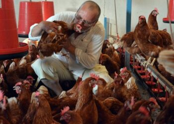 60 tavukla başladı, köy tavukçuluğunu canlandırdı